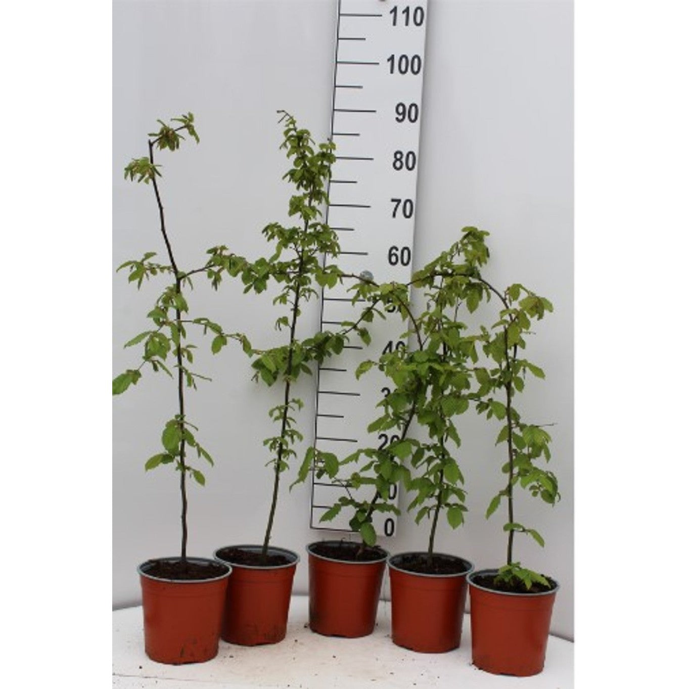 Avenbok – Carpinus betulus - C2.5 80-100 CM